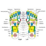 Graphical Display of Nerves Targeted by Acupuncture Foot Massage Mat