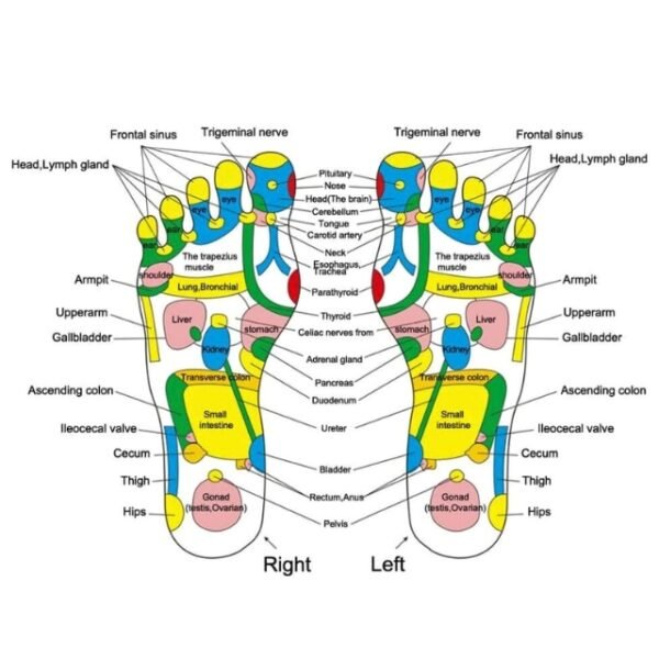 Graphical Display of Nerves Targeted by Acupuncture Foot Massage Mat