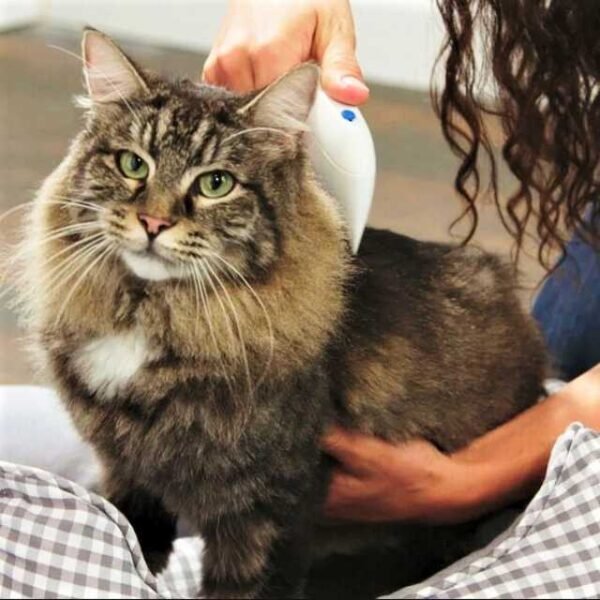 Flea removal brush being used on a cat for effective grooming.