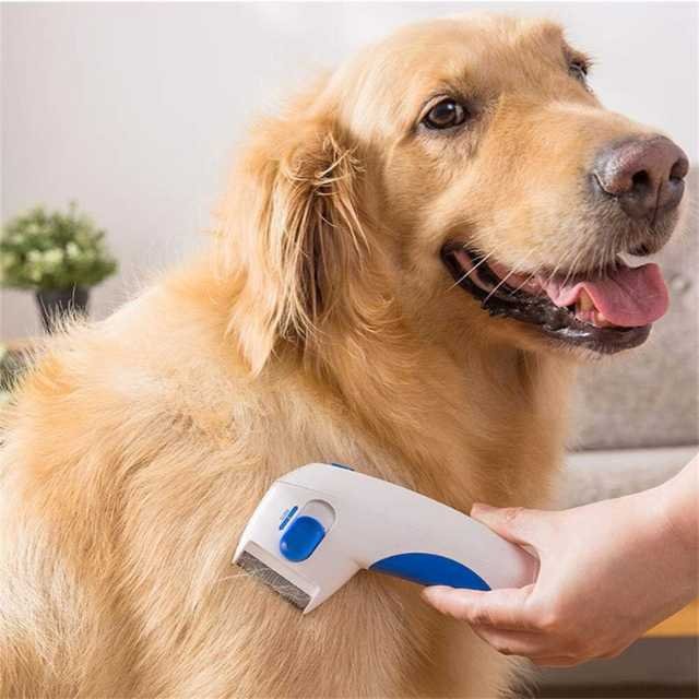 Flea zapper brush being used for dog grooming.